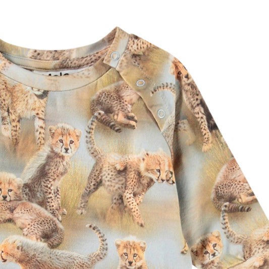 Fairfax - cheetah cubs