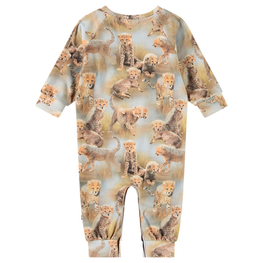 Fairfax - cheetah cubs